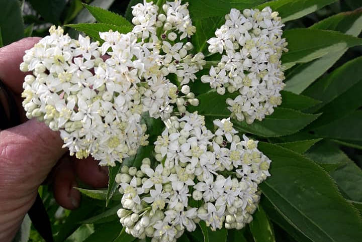 En stor bestand av sommerhyll Sambucus ebulus ble påvist ved Røyken i 2019. Arten kan potensielt spre seg raskt, da den produserer store mengder bær som kan spres effektivt med fugl. Foto: Anders Often, NINA